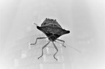 Stink bug close up Aunt Heather Piper
