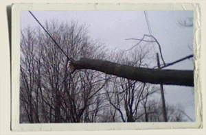 Kyles pic of a fallen tree Aunt Heather Piper Picture of a fallen tree Aunt Heather Piper taken by Kyle Piper