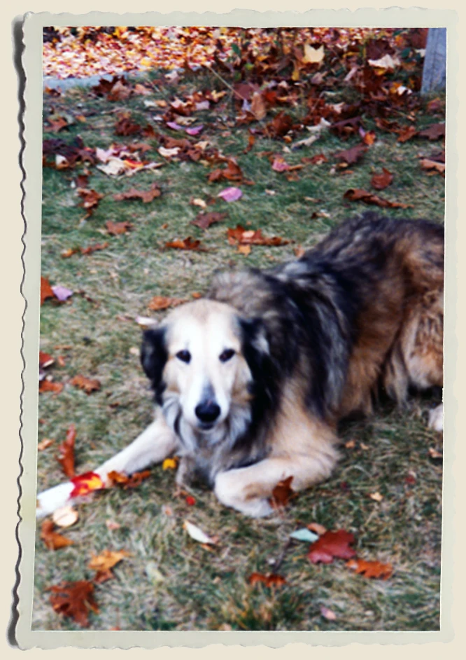 My dog Jill- Heather Piper 