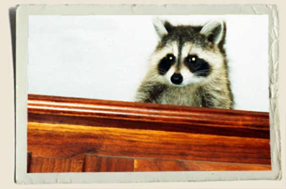 My raccoon Rascals- Heather Piper 