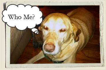 Scooby-Who-Me-Aunt-Heather-Piper
