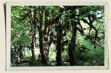 Hall-of-Mosses-Aunt-Heather-Piper