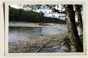 Hoh-Rain-Forest-Stream-Aunt-Heather-Piper