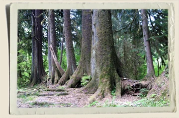 Hoh-rain-forest-Aunt-Heather-Piper