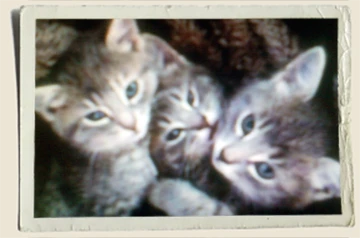 Kittens-Aunt-Heather-Piper Kittens-Aunt-Heather-Piper