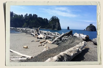 La Push Beach First Beach 