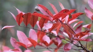 poison_sumac Aunt Heather Piper poison_sumac Aunt Heather Piper