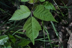 poison ivy Aunt Heather Piper poison ivy Aunt Heather Piper