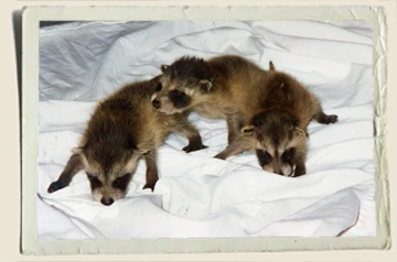 Baby-Raccoons-Aunt-Heather-Piper Baby-Raccoons-Aunt-Heather-Piper