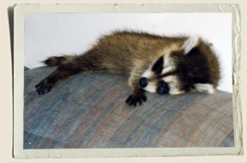 Rascals-Raccoon Sleeping-Aunt-Heather-Piper Rascals-Raccoon Sleeping-Aunt-Heather-Piper