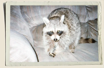 Rascals- raccoon eating-cracker-Aunt-Heather-Piper Rascals- raccoon eating-cracker-Aunt-Heather-Piper