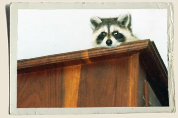 Rascals-raccoon on-Gun-Cabinet-Aunt-Heather-Piper Rascals-raccoon on-Gun-Cabinet-Aunt-Heather-Piper