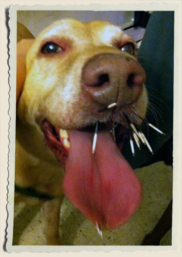Scooby-with-porcupine-quills-Aunt-Heather-Piper Scooby-with-porcupine-quills-Aunt-Heather-Piper