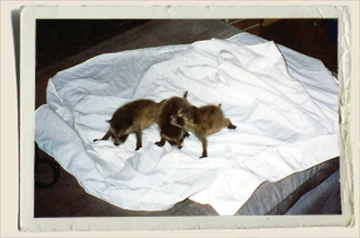 Baby-Racoons-Aunt-Heather-Piper Baby-Racoons-Aunt-Heather-Piper