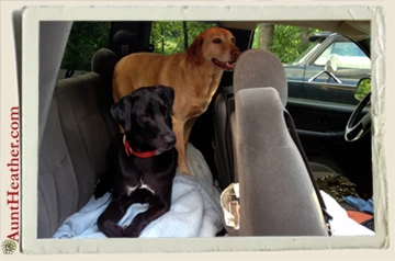 Dogs-Packed-for-Parker-Dam-6-13-13-Aunt-Heather-Piper