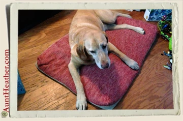 Scooby-Resting-6-30-13-Aunt-Heather-Piper