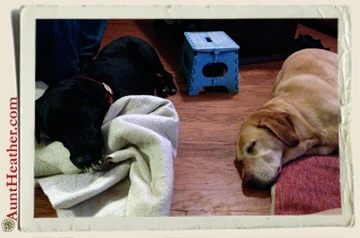 Seven-Scooby-Sleeping-6-30-13-Aunt-Heather-Piper