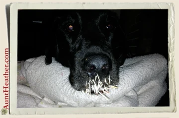 Seven-with-porcupine-quills-6-30-13-Aunt-Heather-Piper