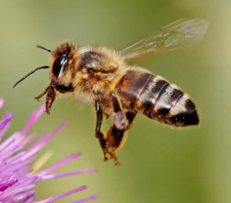 Flying honeybee Aunt Heather Piper.jpg