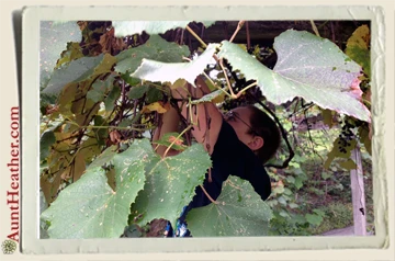 Kyle-picking-grapes-Aunt-Heather-Piper-9-2-13