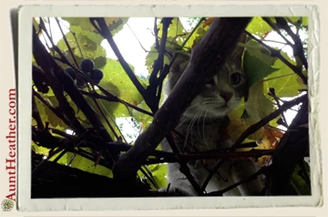 Storm-Close-Up-in-Grapes-Aunt-Heather-Piper-9-2-13