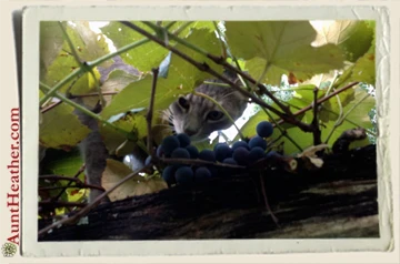 Storm-smelling-grapes-9-2-13-Aunt-Heather-Piper