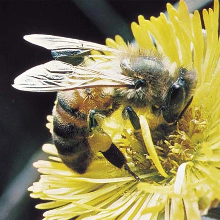 honeybee Aunt Heather Piper