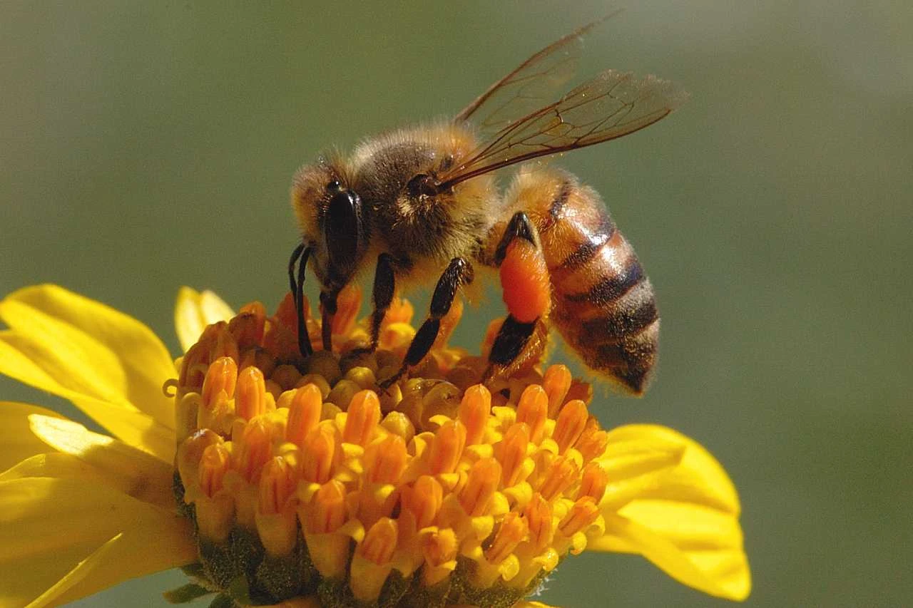 honeybee on flower-Aunt Heather Piper