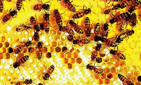 honeycomb-Aunt Heather Piper