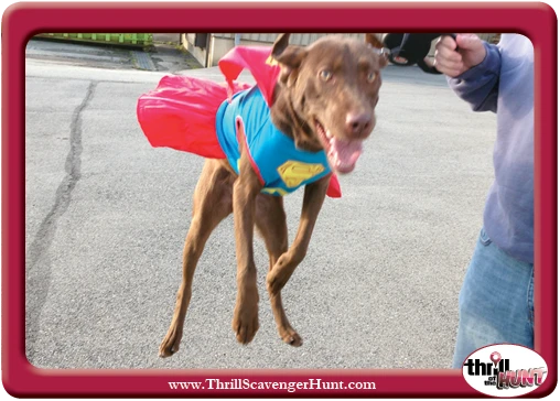 Doggie-in-Disguise-Scavenger-Hunt-Latrobe-PA-Thrill-of-the-Hunt-10-19-13-V53