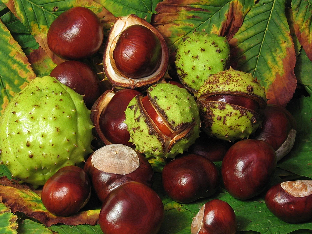 Aesculus_hippocastanum_fruit chestnuts Aunt Heather Piper