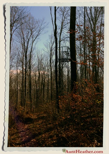 Cortland-NY-Tree-Stand-2013-Aunt-Heather-Piper