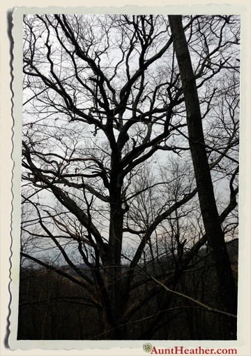 View-from-tree-stand-in-Cortland-NY-Aunt-Heather-Piper