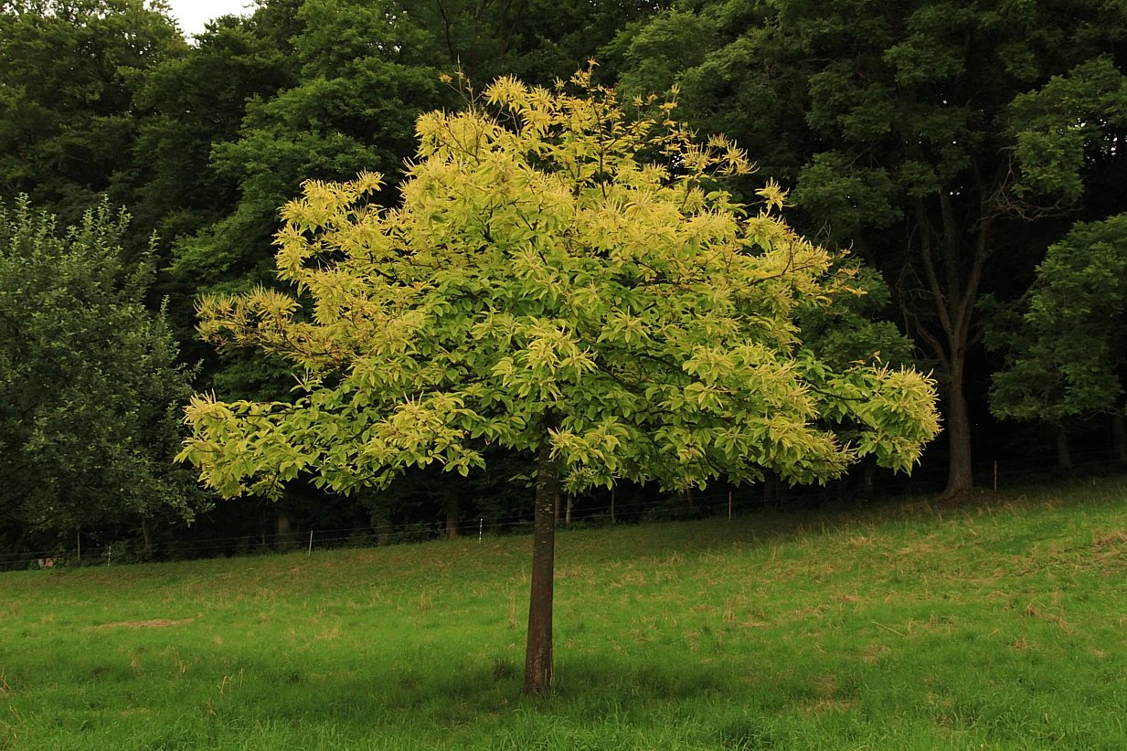 young-chestnut-tree-Aunt Heather Piper