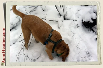 Scooby-hiking-in-snow-c.-2012-Aunt-Heather-Piper