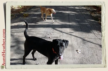 Seven-&-Scooby-walking-on-the-road-10-13