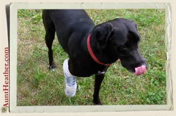 Seven-broke-leg-tongue-shot-9-13-Aunt-Heather-Piper