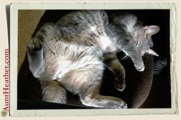 Cat-Sleeping-in-chair-Aunt-Heather-Piper