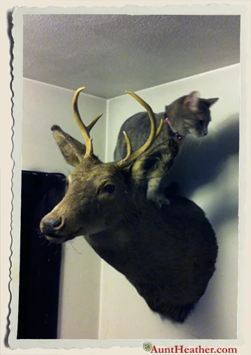 Cat-on-Deer-Aunt-Heather-Piper