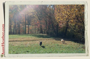 Seven-&-Scooby-Running-Aunt-Heather-Piper-2013