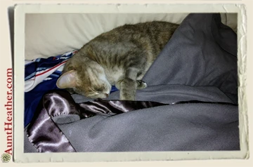 For some reason Storm, my cat has this love for anything with wool in it. I walked in to find her stealing my sweater off of my bed! Sometimes I find my wool snowboarding/hunting socks under the bed gnawed on... #AuntHeather c.2012 Storm-Resting-Out-of-ICU-4-23-14-Aunt-Heather-Piper