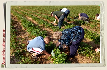 Mom-&-Kyle-picking-strawberries-Pollock's-6-28-14-Aunt-Heather-Piper