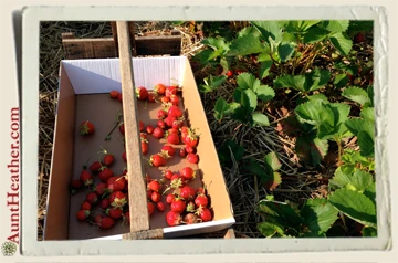 Pollock's-Strawberry-Farm-Fresh-Strawberries-Aunt-Heather-Piper-6-28-14