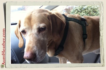 Scooby-in-car-2013-Aunt-Heather-Piper