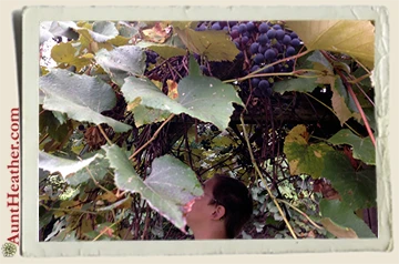 Kyle-picking-grapes-for-juice-9-2-13-Aunt-Heather-Piper