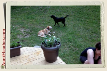 Scooby-Seven-Backyard-2014-Aunt-Heather-Piper
