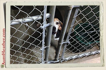 dog-catcher-dog-beagle-10-9-14-Aunt-Heather-Piper