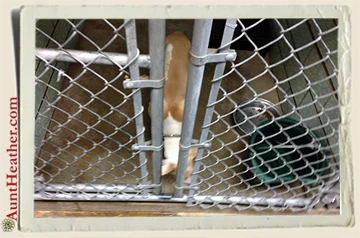dog-catcher-prisoned-dog-10-9-14-Aunt-Heather-Piper