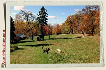 Seven-Scooby-in-Uncle-Walters-Field-2013-Aunt-Heather-Piper