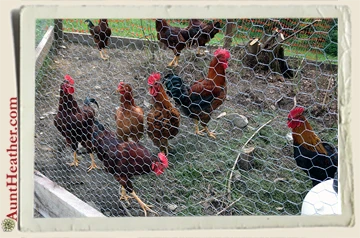 Chicken-7-14-15-Aunt-Heather-Piper